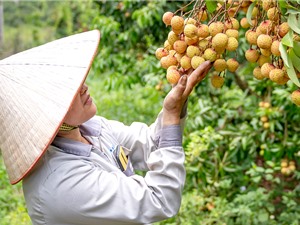 KH&CN thúc đẩy nông sản chủ lực Bắc Giang