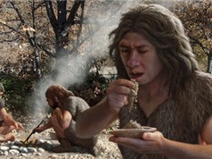 Người Neanderthal phát triển bộ não nhờ ăn nhiều tinh bột