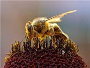 Ong có khả năng phát hiện Covid-19