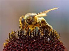 Ong có khả năng phát hiện Covid-19