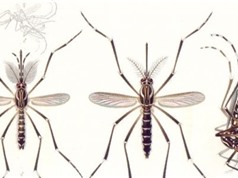 AI nhận diện được muỗi vằn từ các bức ảnh của Mosquito Alert