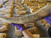 Nhu cầu ngà voi ở Trung Quốc giảm hơn một nửa sau lệnh cấm năm 2017