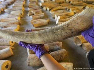 Nhu cầu ngà voi ở Trung Quốc giảm hơn một nửa sau lệnh cấm năm 2017