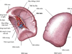 Bệnh viện Nhân dân Gia Định điều trị vỡ lá lách bằng phương pháp làm tắc mạch 