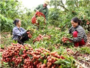 Bắc Giang: Đảm bảo chuỗi vải thiều an toàn trong mùa dịch