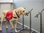 Nhanh hơn xét nghiệm PCR:Chó có thể phát hiện Covid trong vòng chưa đầy một giây