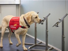 Nhanh hơn xét nghiệm PCR:Chó có thể phát hiện Covid trong vòng chưa đầy một giây