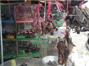 Gần 90% người Việt Nam ủng hộ đóng cửa các chợ bán động vật hoang dã 