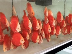 Kỹ thuật mới giúp tăng lợi nhuận trong sản xuất cá dĩa đỏ