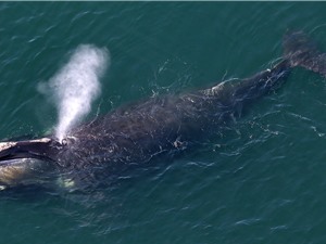 Cá voi trơn Bắc Đại Tây Dương ngày càng nhỏ hơn