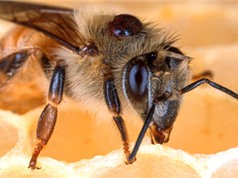 Diệt ký sinh trùng trên ong mật bằng nấm thay vì hóa chất
