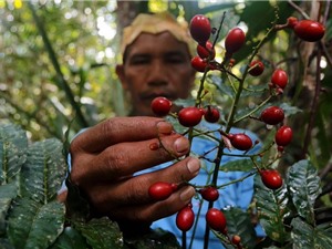 Những tổn hại khi ngôn ngữ bản địa biến mất