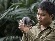 Nhà bảo tồn Nguyễn Văn Thái, giải "Nobel Xanh": Bảo vệ tê tê là sứ mệnh cả đời
