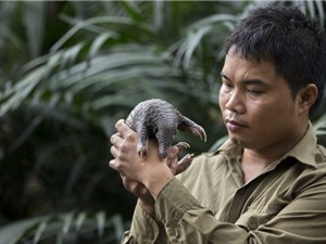 Nhà bảo tồn Nguyễn Văn Thái, giải "Nobel Xanh": Bảo vệ tê tê là sứ mệnh cả đời