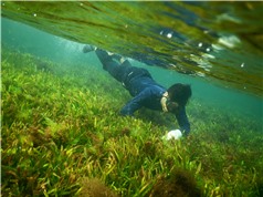 Suy giảm cỏ biển ở miền Trung: Chuyện không bình thường