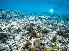 Rạn san hô Great Barrier đang gặp nguy hiểm