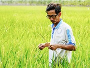 Việt Nam có thể cung cấp giống lúa thích ứng với biến đổi khí hậu