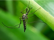 Biến đổi khí hậu khiến mùa đông nhiều muỗi hơn