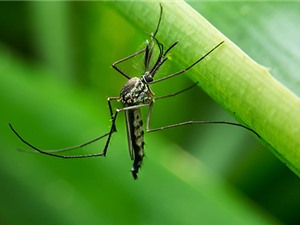 Biến đổi khí hậu khiến mùa đông nhiều muỗi hơn