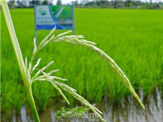 Hà Nội trồng khảo nghiệm thành công giống lúa ST25