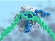 Lần đầu trực tiếp đưa liệu pháp chỉnh sửa gen CRISPR-Cas9 vào cơ thể người