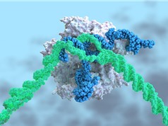 Lần đầu trực tiếp đưa liệu pháp chỉnh sửa gen CRISPR-Cas9 vào cơ thể người