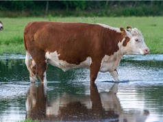 Vi khuẩn trong dạ dày bò có thể phân hủy nhựa