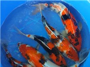 Chuyển giao kỹ thuật nuôi cá chép Koi cho màu sắc đẹp