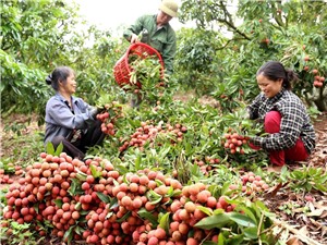 Giữa tâm dịch, Bắc Giang đã có “một mùa vụ thành công trên mọi phương diện"