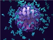 Phát hiện 'siêu kháng thể' chống lại nhiều loại virus corona