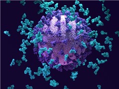 Phát hiện 'siêu kháng thể' chống lại nhiều loại virus corona