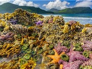 Sóng nhiệt Tây Bắc Thái Bình Dương vừa giết chết hơn một tỷ sinh vật biển