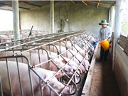 Trang trại chăn nuôi: “Ươm” các vi khuẩn đa kháng và kháng phổ rộng