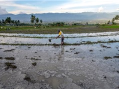 Biến đổi khí hậu đe dọa canh tác lúa gạo