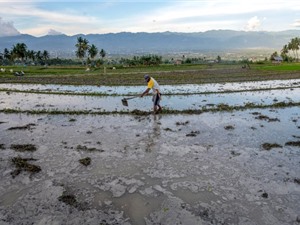 Biến đổi khí hậu đe dọa canh tác lúa gạo