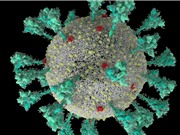 "Mánh khóe" xâm lược tế bào của SARS-CoV-2