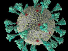 "Mánh khóe" xâm lược tế bào của SARS-CoV-2