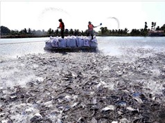Bộ Khoa học và Công nghệ đồng hành cùng các địa phương vùng Đồng bằng song Cửu Long tìm kiếm giải pháp tổng thể để xử lý ô nhiễm môi trường ao nuôi cá tra