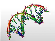 Kỹ thuật mới rọi ánh sáng vào chuỗi xoắn DNA