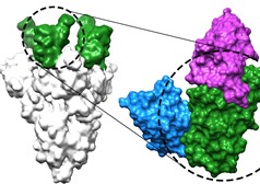 Kháng thể nano có khả năng ngăn chặn virus SARS-CoV-2