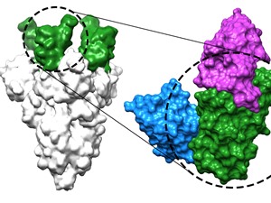 Kháng thể nano có khả năng ngăn chặn virus SARS-CoV-2