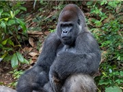 Khỉ đột ở vườn thú Mỹ nhiễm COVID-19