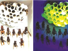 Phát hiện mới từ tổ ong bắp cày gợi mở ứng dụng của vật liệu huỳnh quang