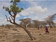 Hạn hán khiến 2,1 triệu người Kenya có nguy cơ chết đói
