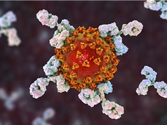 Kháng thể từ vaccine COVID-19 suy yếu dần, nhưng khả năng miễn dịch vẫn duy trì