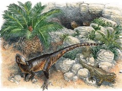 Phát hiện khủng long 'rồng' xứ Wales, kích thước bằng một con gà