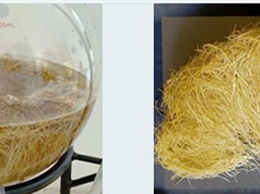 Nhân sinh khối rễ tơ cây bá bệnh bằng lò phản ứng sinh học