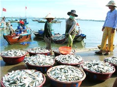Bà Rịa – Vũng Tàu: Thi giải pháp đổi mới sáng tạo nghề cá 