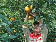 Mô hình trồng cam - nuôi ong ở huyện miền núi biên giới Vũ Quang