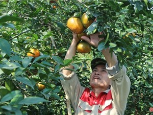 Mô hình trồng cam - nuôi ong ở huyện miền núi biên giới Vũ Quang